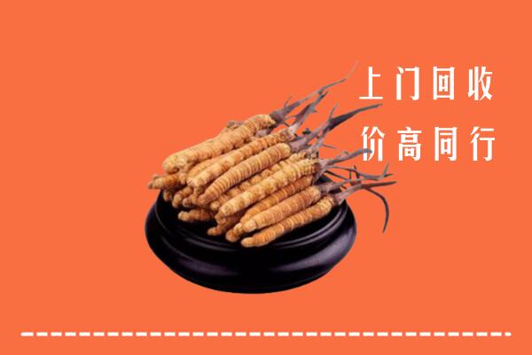 高价求购：玉溪市红塔回收散虫草